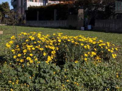 Balzano all'occhio anche il giallo vivace di un cespuglio di margherite...

